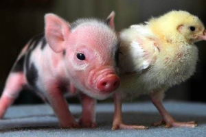 Міні свиняча свиня. Особливості, догляд та ціна міні-пріт Міні свиняча свиня. Особливості, догляд та ціна міні-пріт